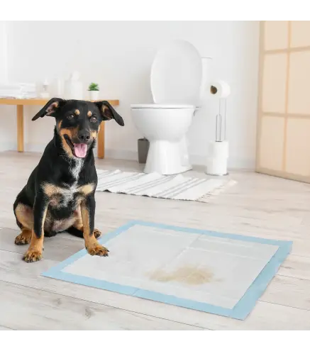 Empapadores para Perros 80 Unidad 60x60 cm Diseño de 6 Capas con Superficie de Secado Rápido a Prueba de Fugas Azul